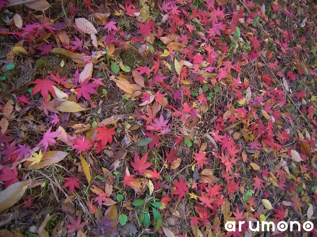 中川村で秋を探しに行きました